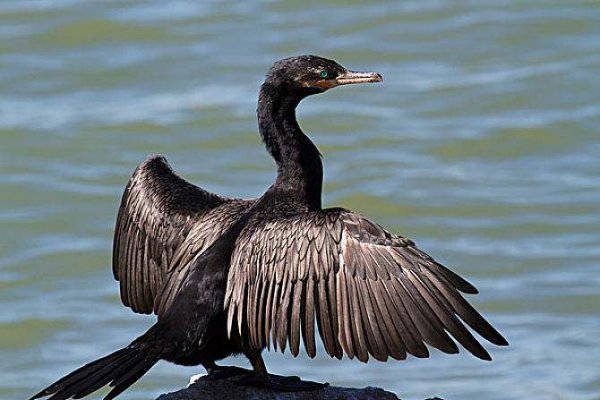 世界上最會(huì)捕魚的鳥類 鸕鶿捕魚乃我國(guó)古老技藝