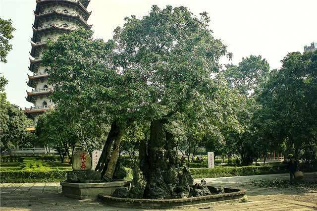 世界上最老的荔枝樹(shù)，已經(jīng)有1200多歲高齡