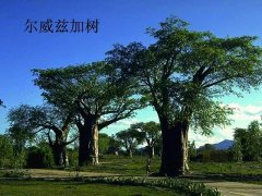 世界上生長(zhǎng)最慢的樹，100年才長(zhǎng)高30厘米