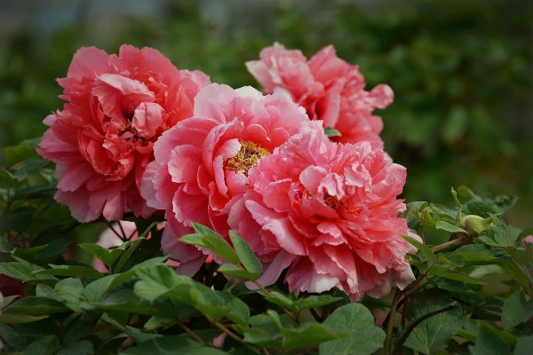 世界上最具代表的五種國(guó)花，法國(guó)是鳶尾花