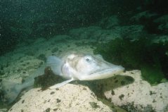 世界最抗凍的一種魚，鱷冰魚能夠在南極生存