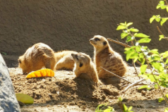 世界最大的野生動物園排名，第一名在美國