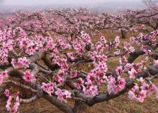 十大鎮(zhèn)宅辟邪的植物，桃樹位居首位