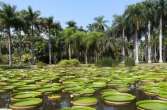 西雙版納十大旅游景點排名，野象谷排在第四位