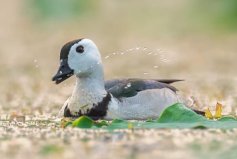 體長最瘦小的水鴨，棉鳧成鳥長約30厘米