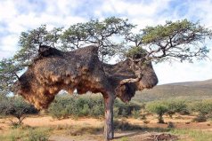 世界上最大的鳥巢建筑：擬廈鳥巢有100個隔間