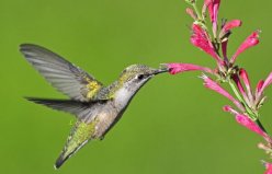 世界上最有趣的動物：蜂鳥向后飛，木蛙會自我冰封