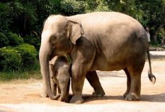 國(guó)內(nèi)7大野生動(dòng)物園：上海野生動(dòng)物園僅居第二