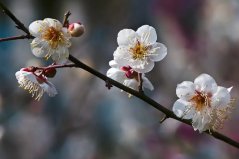 世界十大最香的盆栽花卉：梅花、梔子花雙雙上榜