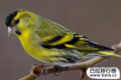 全球十大最受歡迎、最熱門的寵物鳥，黃雀奪冠