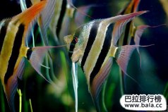 十大最常見的經(jīng)典淡水觀賞魚，你養(yǎng)過哪幾種？