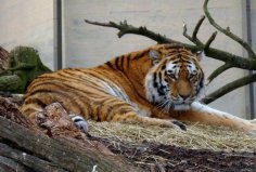 全球10大最著名的動物園：達拉斯動物園上榜，你去過幾個？