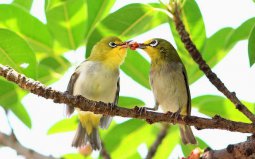 世界上最浪漫的10種動物：海馬、愛情鳥入榜！