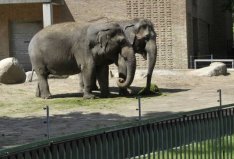 世界十大神奇的動(dòng)物園：北京動(dòng)物園入圍，柏林動(dòng)物園排榜首