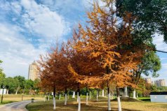 世界五大公園樹種，金錢松位列榜單首位