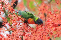 地球上10大最美麗的鳥：孔雀上榜，第一名是彩虹吸蜜鸚鵡