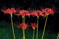 十大不吉利花排行榜：曇花上榜，彼岸花居榜首