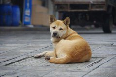 世界上10大人氣最高的寵物狗，中華田園犬奪得第一名