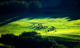 世界四大草原面積排名，全球四大草原排行榜