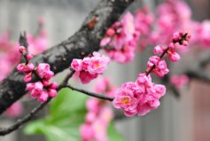 冬季開花的植物排行榜前十名：梅花、垂筒花位列前兩名