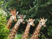 廣州哪個(gè)動(dòng)物園好玩？廣東十大野生動(dòng)物園