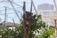 盤點十大最笨的動物：樹袋熊、翻車魚、蜜獾占據(jù)前三甲