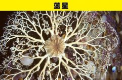 盤點海洋世界里的5大奇幻動物：藍(lán)星、?？习?></a></div><p><a href=