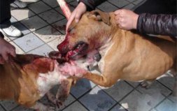 世界上最兇猛的狗：比特犬一旦打斗，就會(huì)不死不休