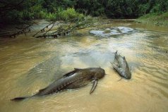 世界上排名第一兇猛的魚(yú)：亞馬遜鲇魚(yú)可吞下整個(gè)人