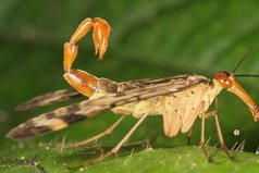 世界最恐怖的十大昆蟲：蝎蛉上榜，你見過(guò)幾種？