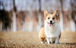 世界十大最萌的狗：哈士奇墊底，柯基犬奪冠