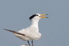 中國(guó)最稀有的鳥，中華鳳頭燕鷗堪稱鳥類大熊貓