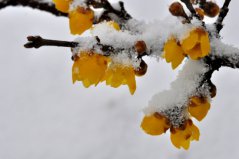 盤點十種在冬天開花的花卉：雪蓮上榜，臘梅花居榜首