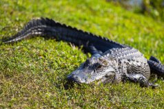 世界上十大最厲害動物：大白鯊、老虎均榜上有名