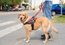 世界上學歷最高的狗，導盲犬科里奇擁有碩士學位