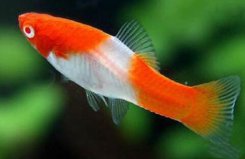 十大適合新手養(yǎng)的小型魚(yú)：紅劍魚(yú)、虎皮魚(yú)均上榜