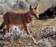 世界10大草原動物：袋鼠、獵豹雙雙入榜