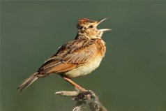 中國四大名鳥：百靈、畫眉、繡眼鳥、靛頦