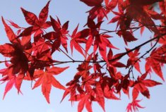 最出名的十大盆景樹種：紅楓、真柏排前兩位