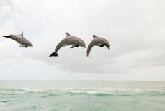 盤點十大睡覺時間最短的動物，海豚、長頸鹿排前兩名