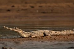 世界體型最大的十大鱷魚(yú)，恒河鱷、灣鱷位列榜首