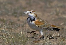 世界上10大最受歡迎的寵物鳥，百靈鳥排第一位