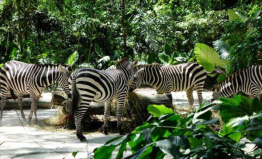 新加坡旅游景點排名前十，新加坡動物園排第一位