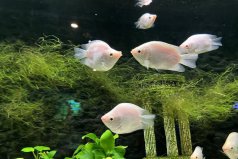 世界十大養(yǎng)不死的熱帶魚，孔雀魚、銀龍魚榜上有名