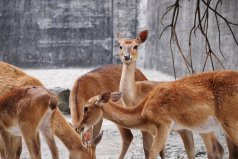 世界十大珍稀鹿科動物排名：梅花鹿上榜，坡鹿排第一