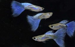 12種最適合懶人養(yǎng)的觀賞魚，孔雀魚排第一位