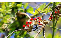 全球十大毒性最強(qiáng)植物：顛茄居第六，念珠豌豆居首